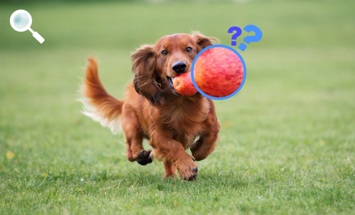 Dog eating apple happily