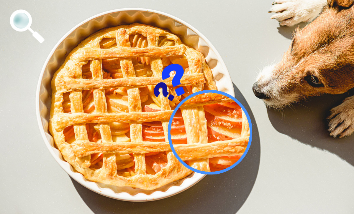 Dog looking at an apple pie