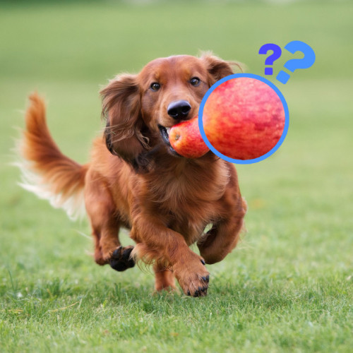 Dog eating apple happily