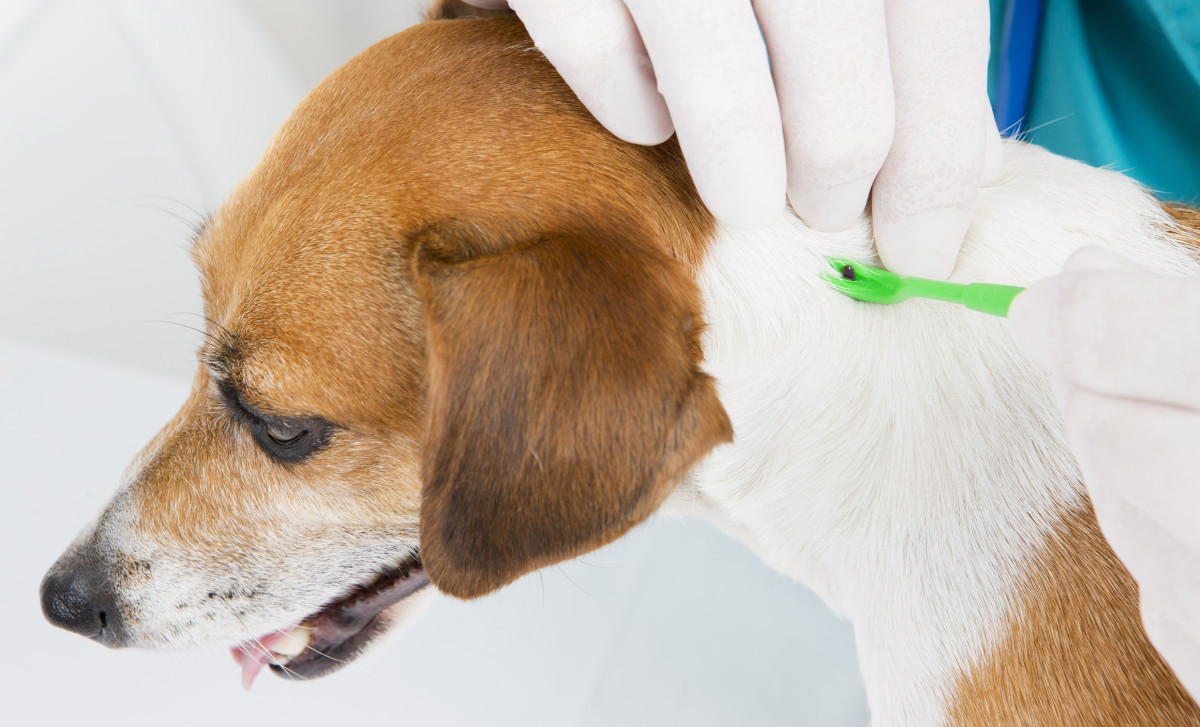 Veterinarian removing tick from dog skin