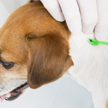 Veterinarian removing tick from dog skin