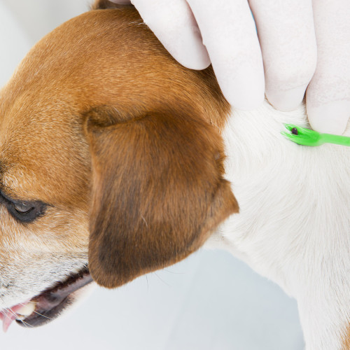 Veterinarian removing tick from dog skin