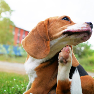 Dog on grass scratching its neck