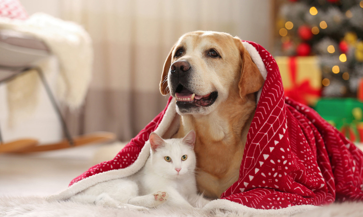 Cat and dog wrapped under a warm blanket for winter