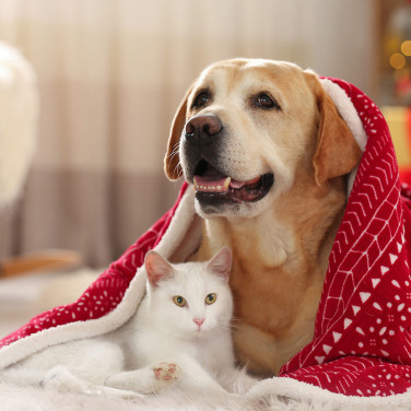 Cat and dog wrapped under a warm blanket for winter