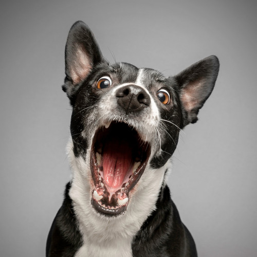 Closeup of an oral tumor in a dogs mouth