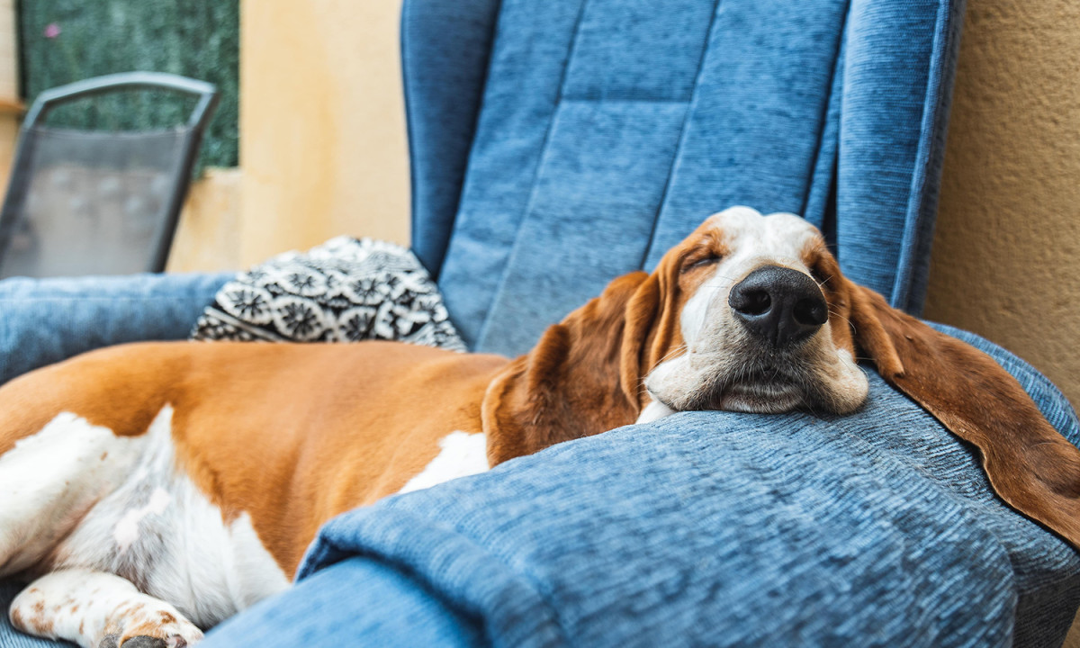 Lethargic dog resting on a couch arm