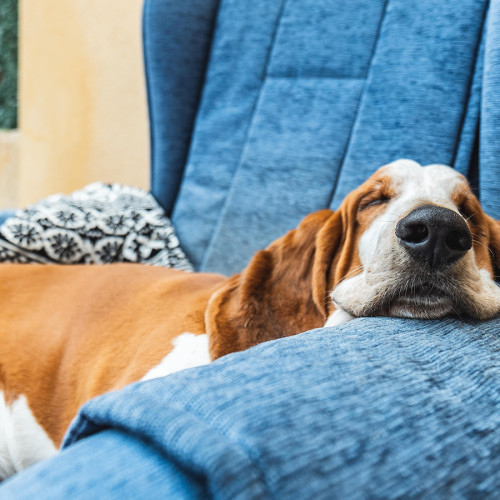 Lethargic dog resting on a couch arm