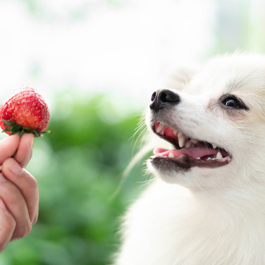 Can dogs eat strawberries with owner feeding a ripe strawberry to dog