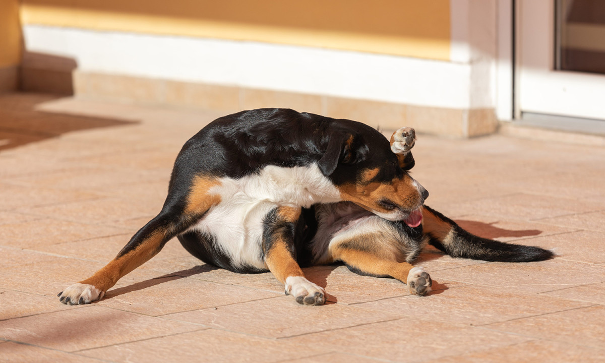 Dog licking near its anus region