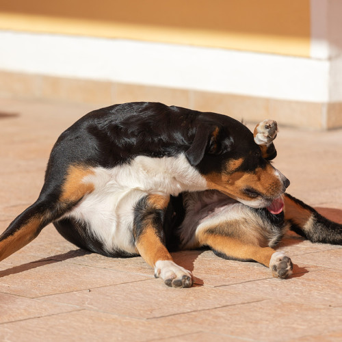 Dog licking near its anus region