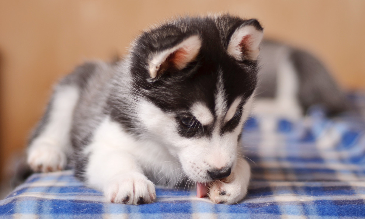 Dog licking its paw on a blanket