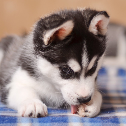 Dog licking its paw on a blanket