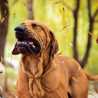Dog sneezing during fall season
