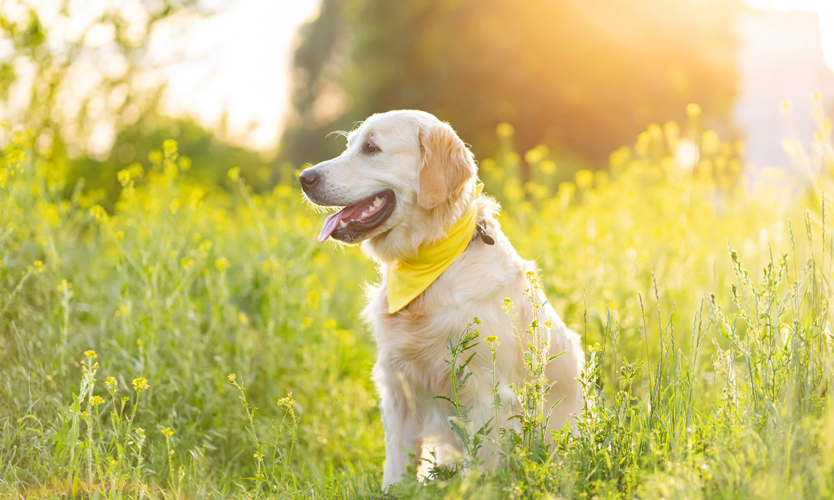 Dog heartworm disease in dog outside in a field