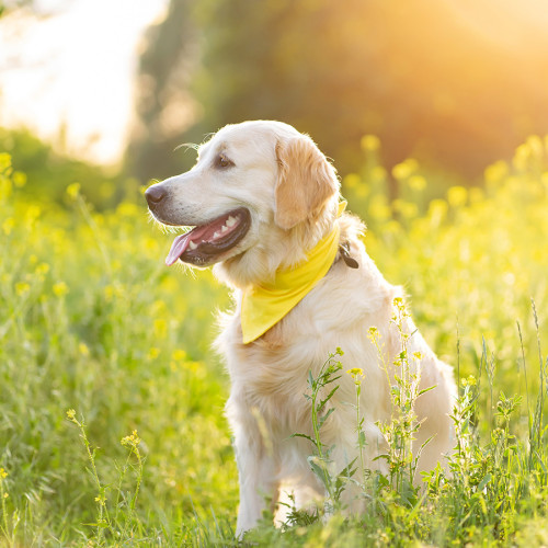 Dog heartworm disease in dog outside in a field