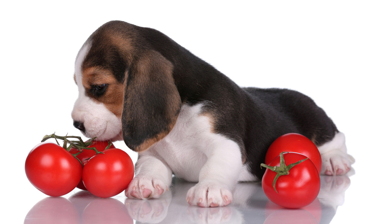 Can dogs eat tomatoes small dog sniffing ripe tomatoes on a table