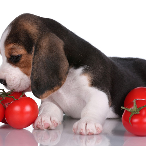 Can dogs eat tomatoes small dog sniffing ripe tomatoes on a table