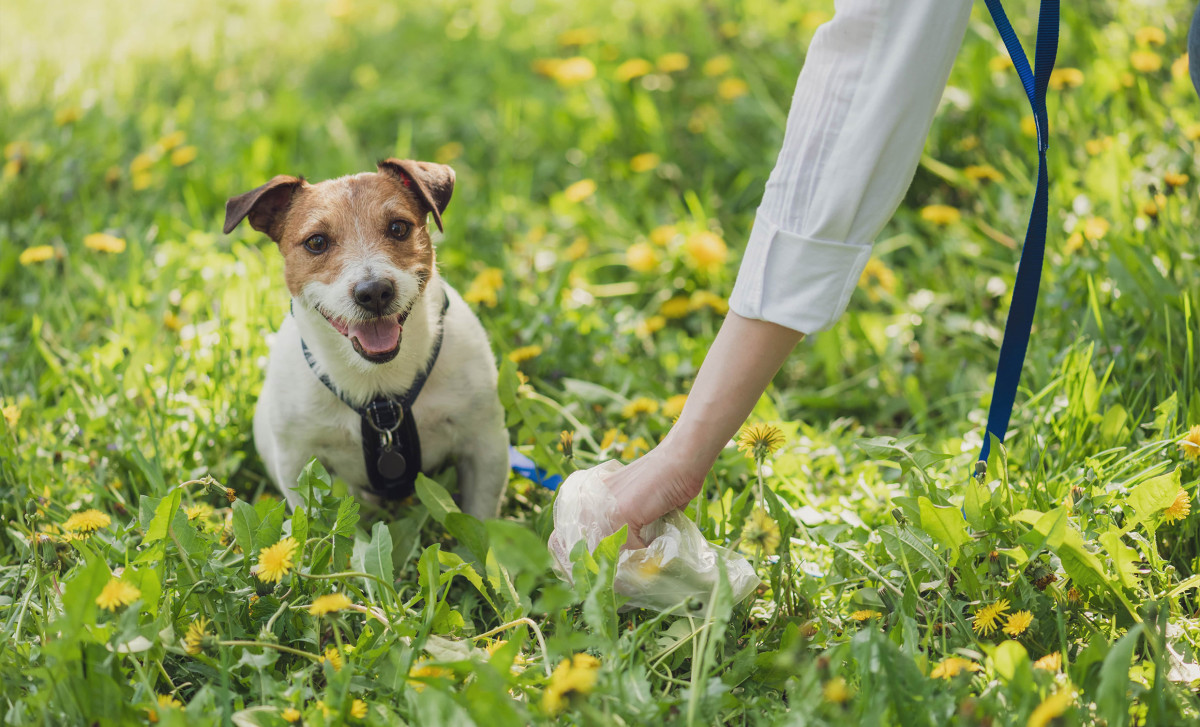 Dog owner cleaning up after dog