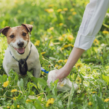 Dog owner cleaning up after dog