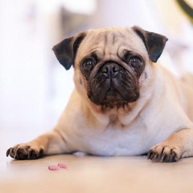 Is Benadryl safe for dogs and what are the risks