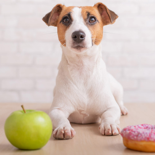 Dog sitting in front of sweets