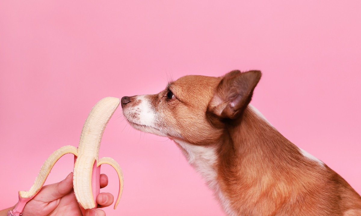 Can dogs eat bananas and what is the best way to serve them