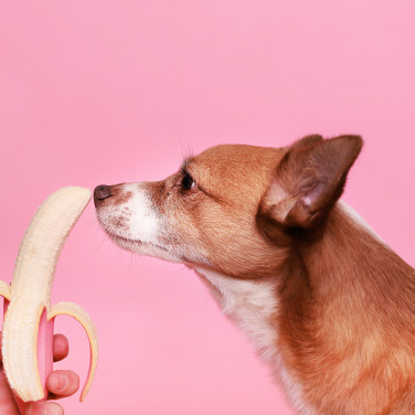 Can dogs eat bananas and what is the best way to serve them