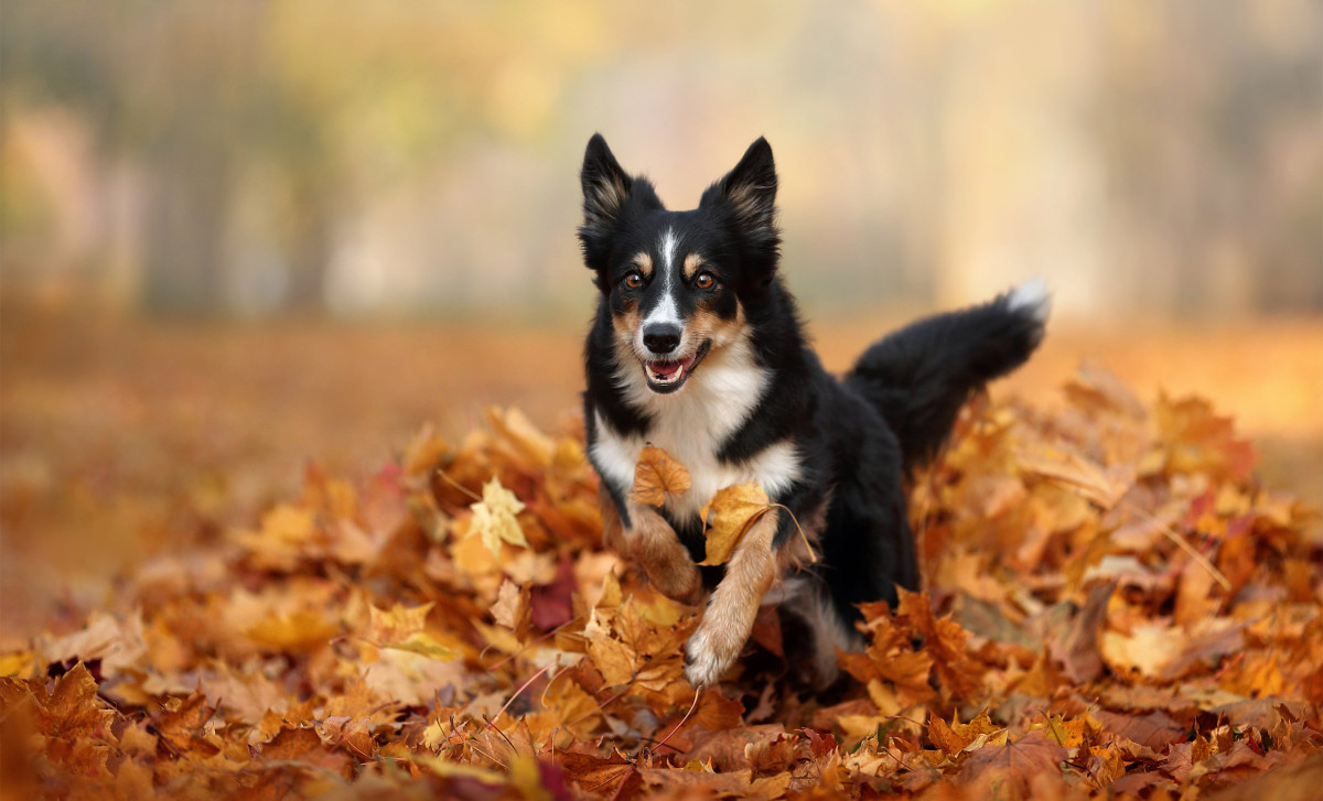 10 ways to prepare your pet for autumn fall weather_buddydoc