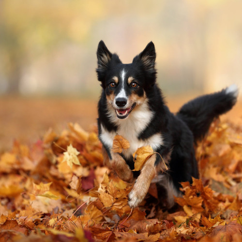 10 ways to prepare your pet for autumn fall weather_buddydoc
