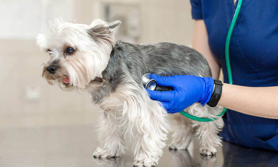 A Yorkshire Terrier having her heart rate measured by a female veterinarian