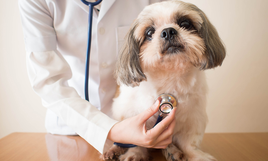 A fluffy puppy having her heart rate measured by a veterinarian with a stethoscope