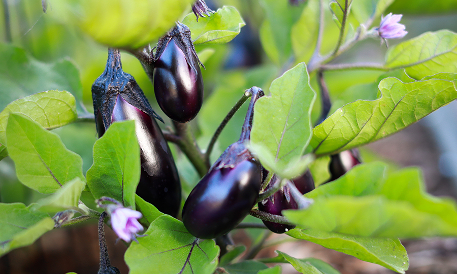 A small eggplant plant with a few baby eggplants growing off the stems