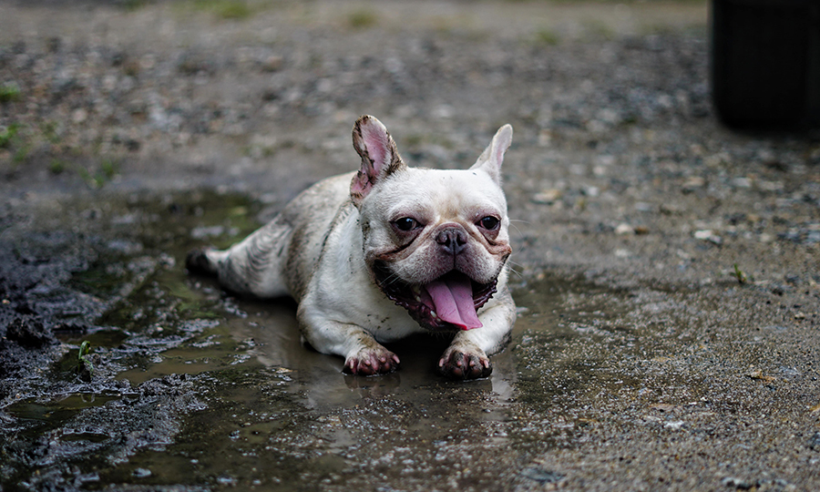 A french bulldog happily laid in a puddle of mud