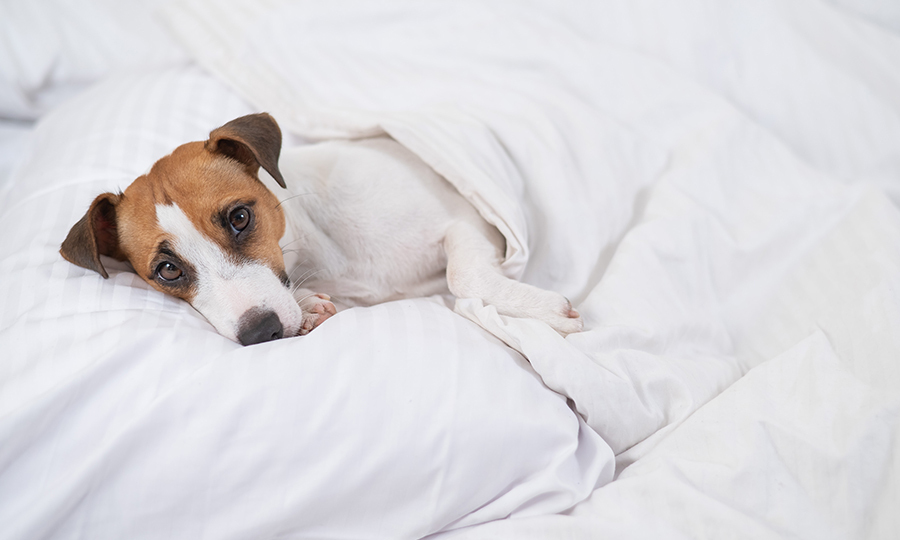 Frowning terrier tucked in bed with white sheets