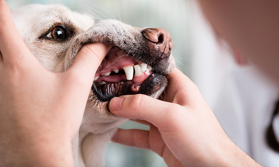 A dog having his gums checked by a veterinarian