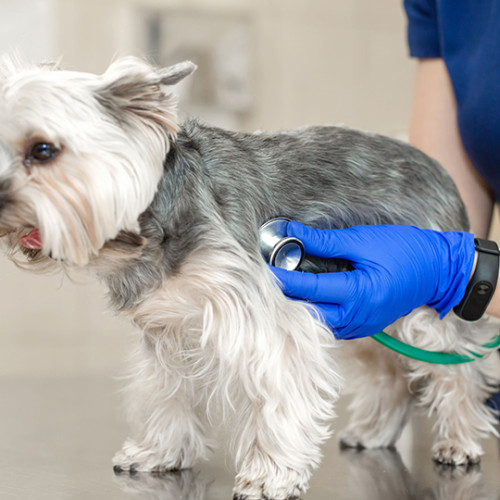 A Yorkshire Terrier having her heart rate measured by a female veterinarian