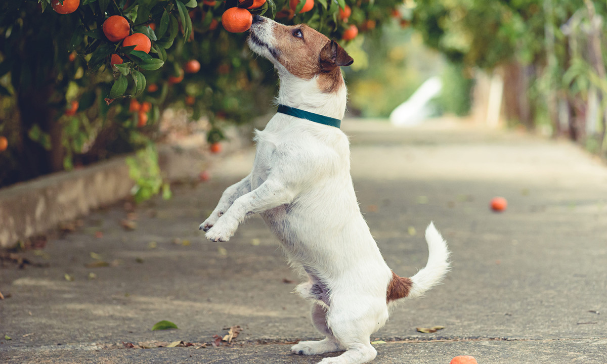 A curious dog on its hind legs reaching for an orange from a tree