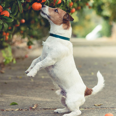 A curious dog on its hind legs reaching for an orange from a tree