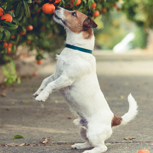 A curious dog on its hind legs reaching for an orange from a tree