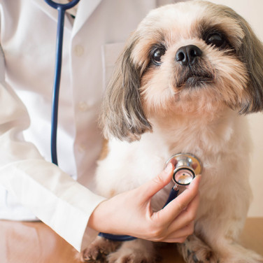 A fluffy puppy having her heart rate measured by a veterinarian with a stethoscope