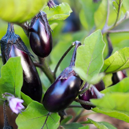 A small eggplant plant with a few baby eggplants growing off the stems