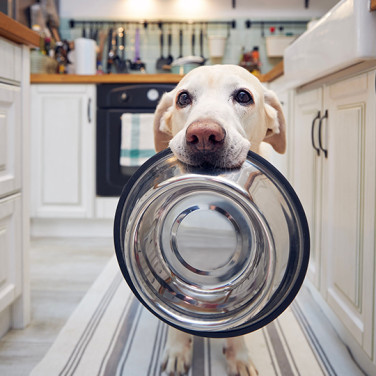 A adult Labrador dog with an empty metal dog bowl in her mouth