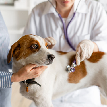 A dog with her owner at the vet’s office having her heartrate measured by a female veterinarian