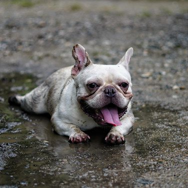 A french bulldog happily laid in a puddle of mud