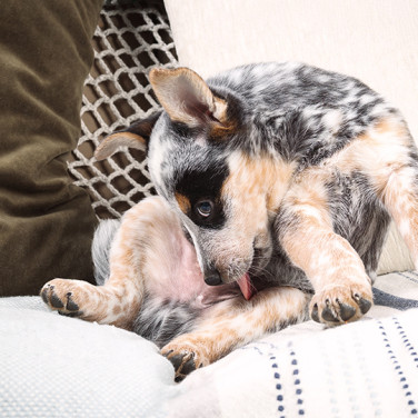 A female puppy licking their privates on a couch draped with a fabric and several pillows