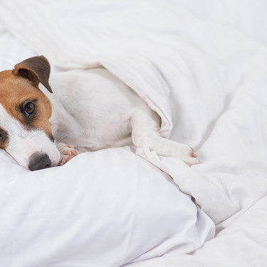 Frowning terrier tucked in bed with white sheets