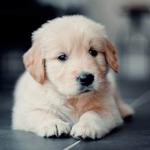 An adorable golden retriever puppy laying on a ceramic floor