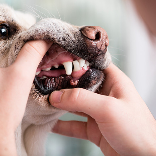 A dog having his gums checked by a veterinarian