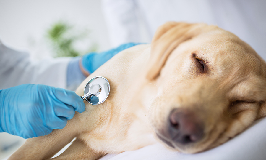 Resting labrador on veterinarian bed having her heart rate measured by veterinarian